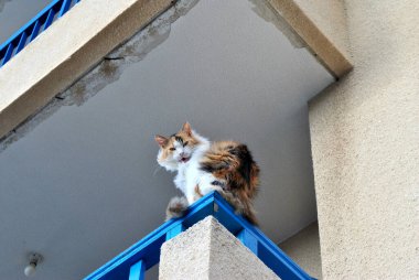 Kedi balkondan aşağıya bakıyor.