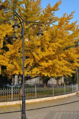 autumn park in the city of Budapest