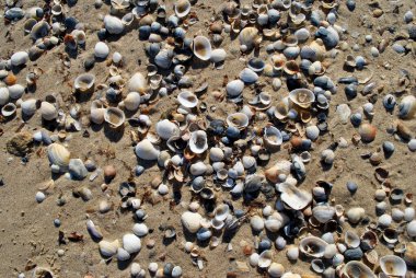 Kumsalda deniz kabukları