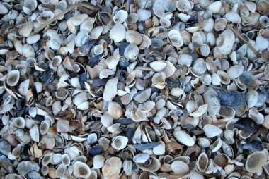 Kumsalda deniz kabukları