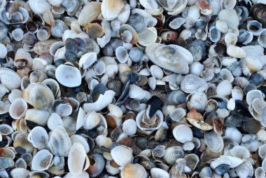 Kumsalda deniz kabukları