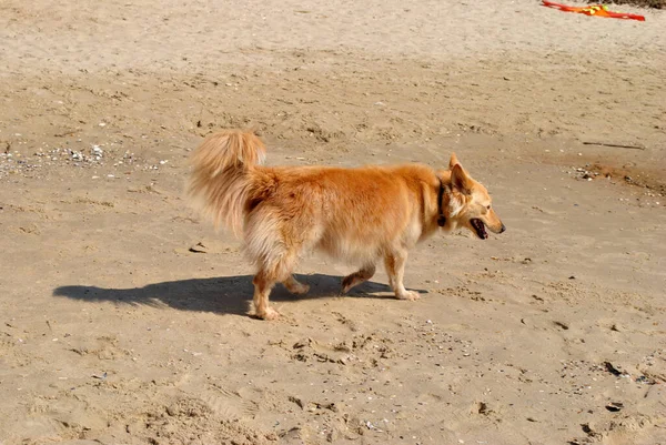 Perro Paseando Por Playa —  Fotos de Stock
