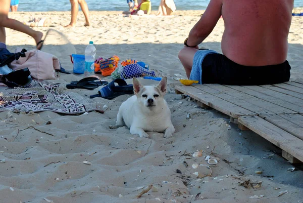 Perro Con Una Playa Orillas Del Mar Mediterráneo Norte Israel —  Fotos de Stock