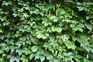 Duvarda yeşil yapraklar