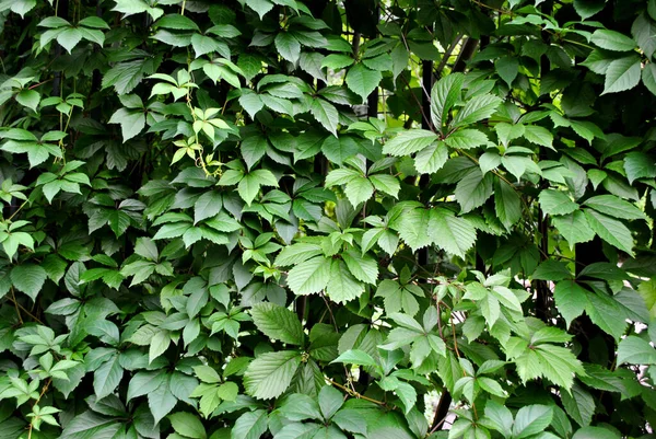 Zielone Liście Ogrodzeniu — Zdjęcie stockowe