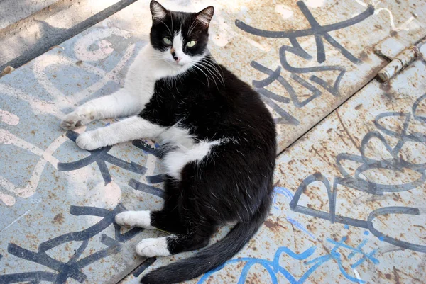 Черно Белая Кошка Улице — стоковое фото