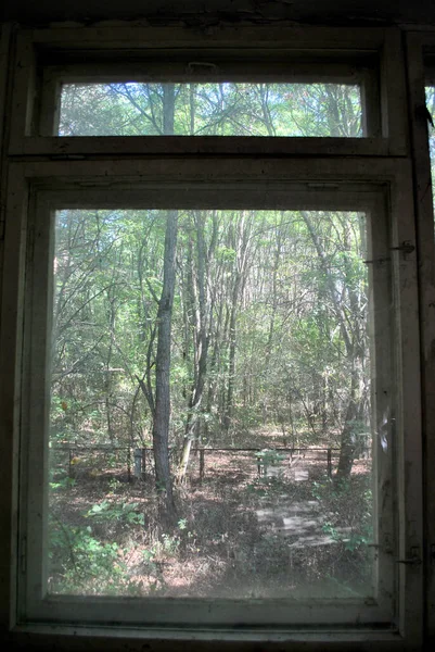old wooden window in the forest
