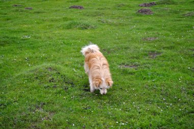 Bahçedeki bahar dalları