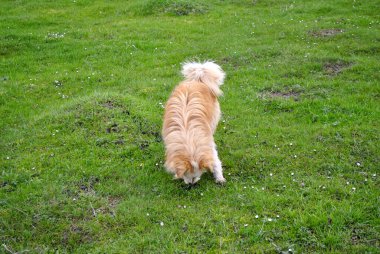 Bahçedeki bahar dalları