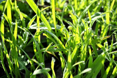 Bahçedeki bahar dalları