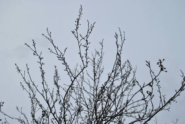 Wiosenne Gałęzie Ogrodzie — Zdjęcie stockowe