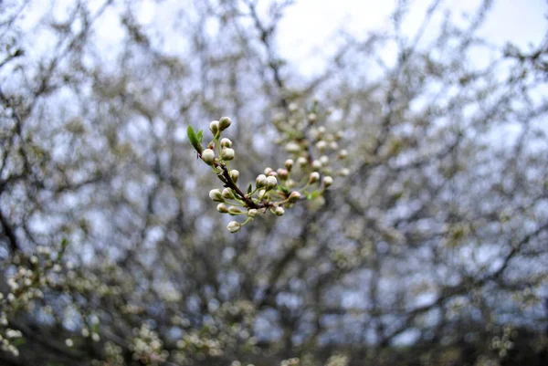 庭の春の枝 — ストック写真