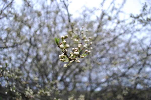 庭の春の枝 — ストック写真