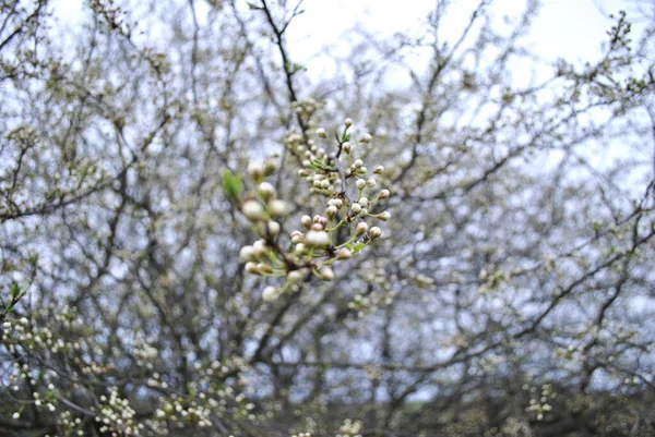 Spring Branches Garden — Stock Photo, Image