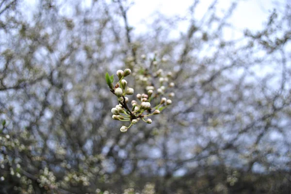 Spring Branches Garden — Stock Photo, Image