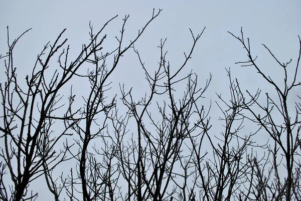 Ramos Árvores Sobre Céu — Fotografia de Stock