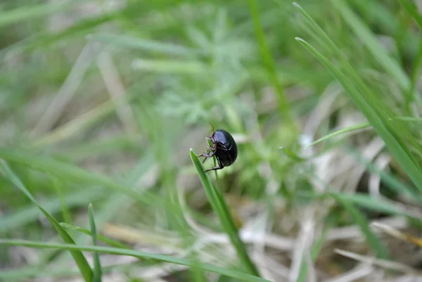 草の中の虫のクローズアップショットです — ストック写真
