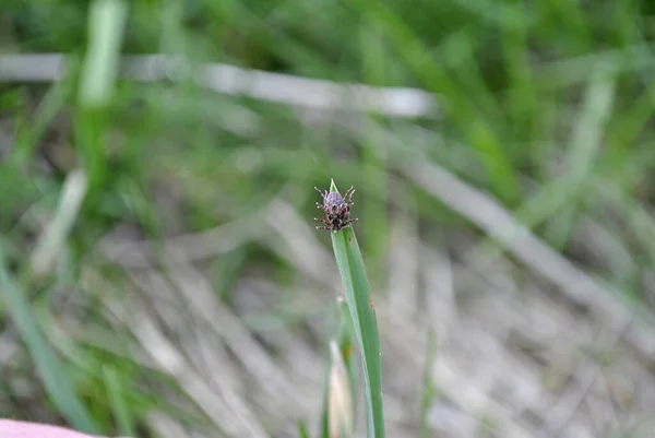 草の上のダニ — ストック写真