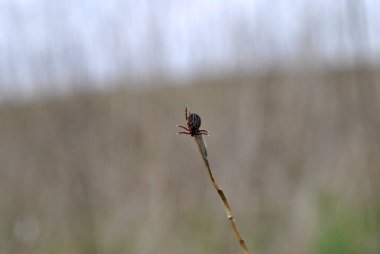 Yeşil bir çayırda tik tak