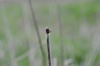 Yeşil bir çayırda tik tak