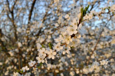 Bahçede güzel bahar çiçekleri