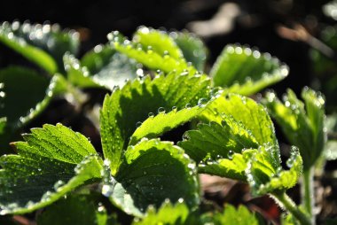 yeşil yapraklar, bitkiler ve yapraklar