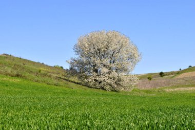 Mavi gökyüzünde ağaç dalları