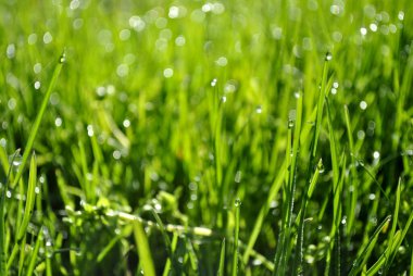 Mavi gökyüzünde ağaç dalları