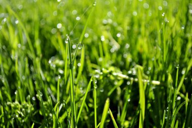 Mavi gökyüzünde ağaç dalları