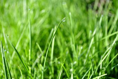 Mavi gökyüzünde ağaç dalları