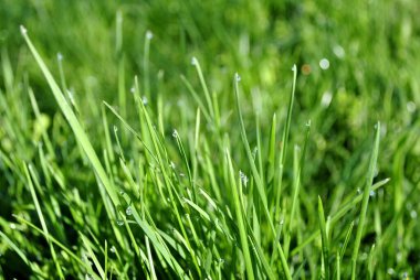 Mavi gökyüzünde ağaç dalları