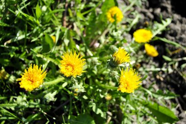 Mavi gökyüzünde ağaç dalları