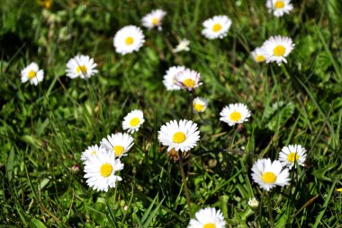 Çimlerde beyaz papatyalar