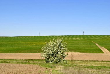 yeşil tarla ve mavi gökyüzü