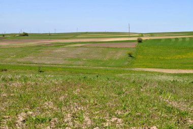 yeşil tarla ve mavi gökyüzü