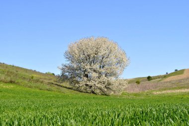 Bir ağaç ve mavi gökyüzü olan bahar manzarası