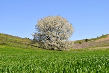 Bir ağaç ve mavi gökyüzü olan bahar manzarası