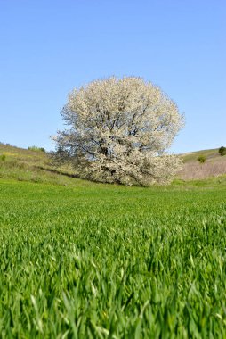 Bir ağaç ve mavi gökyüzü olan bahar manzarası