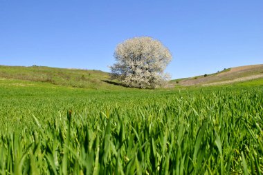Mavi gökyüzü olan yeşil alan
