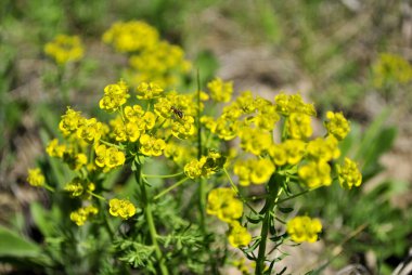 Bahçedeki sarı çiçekler