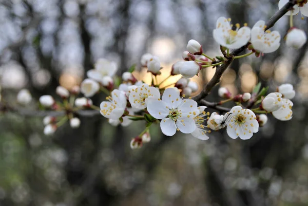 White Cherry Tree Garden — ストック写真