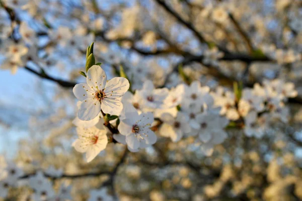 Frühlingsblumen Auf Dem Baum — Stockfoto