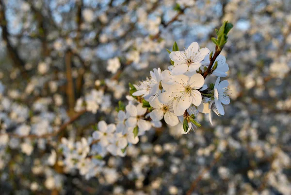 Ağaçtaki Beyaz Çiçekler — Stok fotoğraf