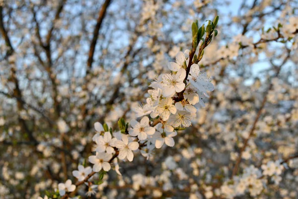 Ανοιξιάτικα Λουλούδια Στο Δέντρο — Φωτογραφία Αρχείου
