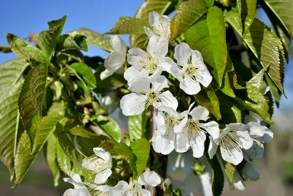 Lkbaharda Elma Ağacının Beyaz Çiçekleri — Stok fotoğraf