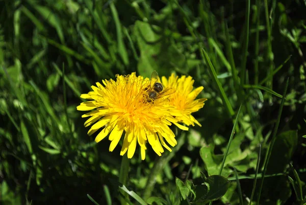庭の黄色いタンポポの花 — ストック写真