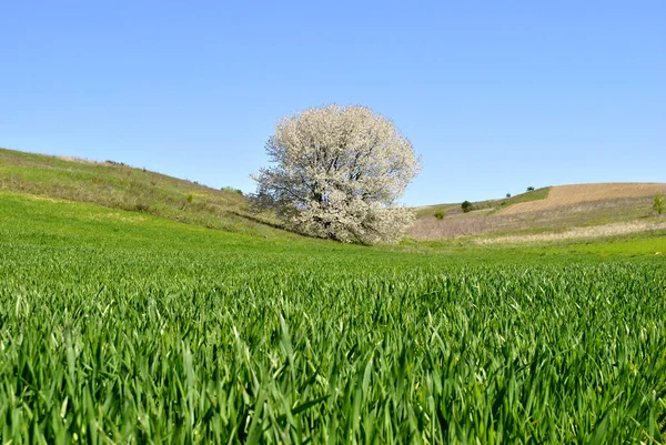 Δέντρο Κλαδιά Πάνω Από Μπλε Ουρανό — Φωτογραφία Αρχείου