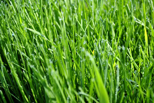 yeşil çimen dokusu arkaplanı