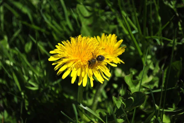 庭の黄色いタンポポの花 — ストック写真