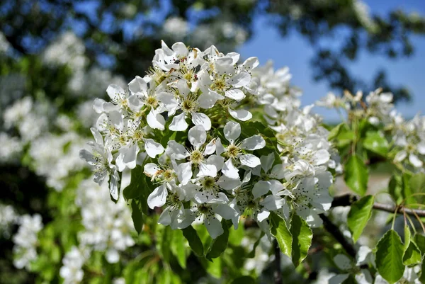 Fehér Virágok Almafa Tavasszal — Stock Fotó